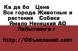 Ка де бо › Цена ­ 25 000 - Все города Животные и растения » Собаки   . Ямало-Ненецкий АО,Лабытнанги г.